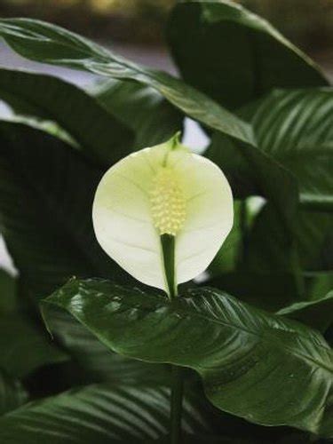 From dwarf cultivars, such as wallisii because peace lily is susceptible to sunburn, it grows best in shadier locations. My Lilies' Leaves Are Turning Yellow | Hunker