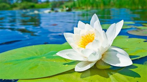 Bees takes nectar from the beautiful purple waterlily or lotus flower. Water Lily Wallpapers - Wallpaper Cave
