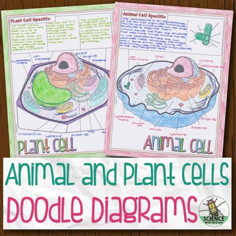 Animal and Plant Cells Doodle Diagrams | Store - Science and Math with