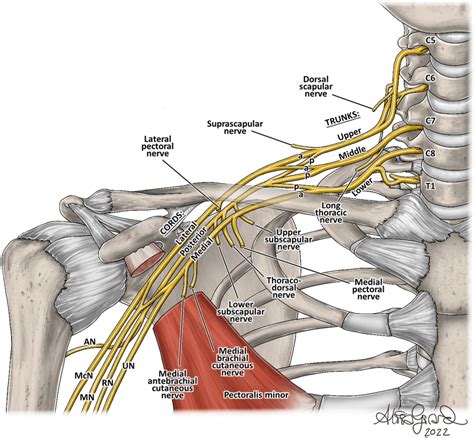 Md In Training Musculocutaneous Nerve Median Nerve Axillary Nerve