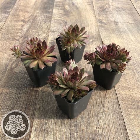 Sempervivum Pacific Red Rose Succulents Australia