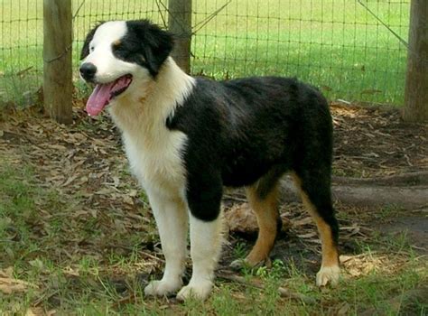 Panda Our Black And White Australian Shepherd Puppy For Sale