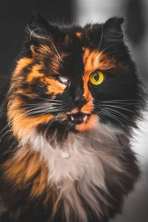 If you're taking the cat to the vet in less than 12 hours, don't worry about feeding the animal. Gabrielius Khiterer Takes Beautiful Pictures Of Stray Cats ...