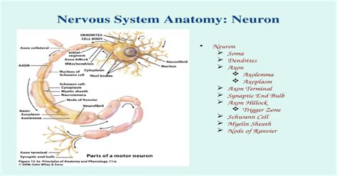 Nervous System Anatomy Neuron Neuron Soma Dendrites Axon Axolemma