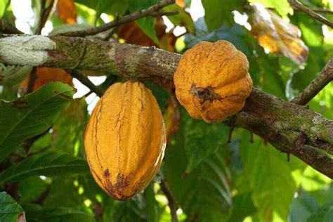 Know The Secrets Of Cocoa Fruit For Health Mang Indo