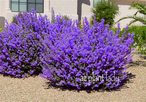 Purple flowering bushes in arizona. Fuzzy Flowers and Sunscreen.... - Ramblings from a Desert ...
