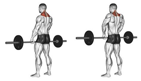 Shoulder Shrug How To Use Them In Your Workouts Gym Junkies
