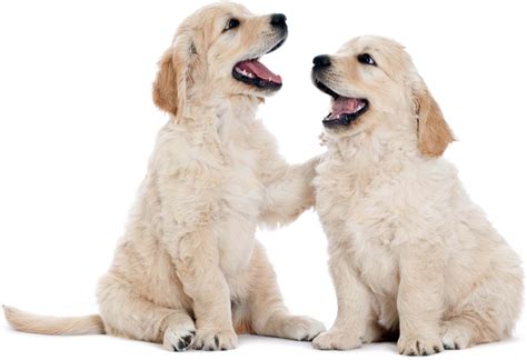 We are great believers in feeding our pets natural, honest food as we believe that makes a healthier, happier dog. Two Happy Dogs - Animals | OshiPrint.in