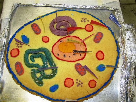Edible Plant Cell Project ~ Cookie Plant Cell Project Cell Model