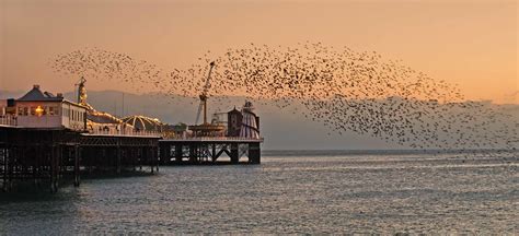 Starlings Over Brighton Pier At Dusk The Starlings Over Br Flickr