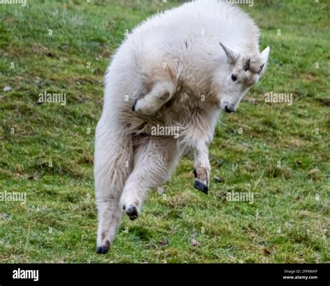 Baby Goat Jumping Hi Res Stock Photography And Images Alamy
