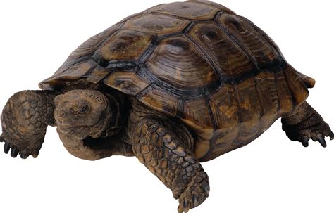 Turtle PNG