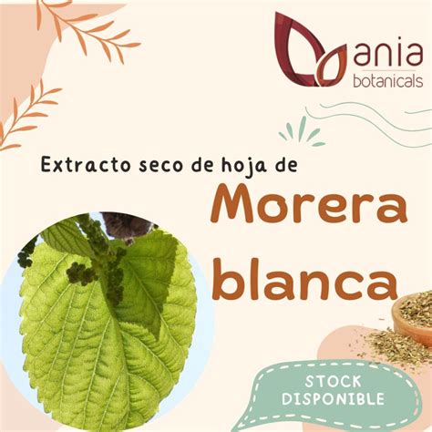 Extractos Secos De Hojas Ania Botanicals Expertos En Extractos Vegetales