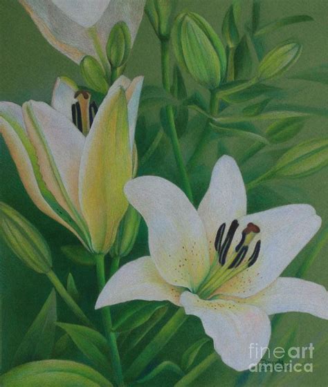 White Lily Painting By Pamela Clements Flower Art Color Pencil Art