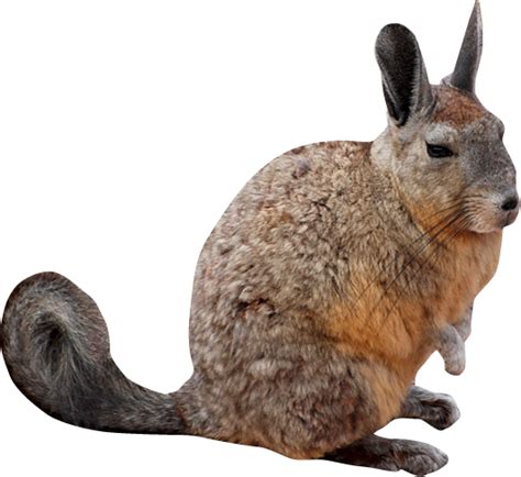Explore nuestra selección de 30.882 png transparentes gratis. Imágenes de Animales en PNG - sin fondo - Mega Idea