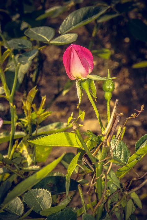 Rose Blossom Bloom Close Free Photo On Pixabay Pixabay