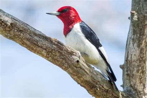 Everything You Need To Know About Woodpeckers In Indiana Bird Advisors