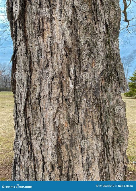 Tree Identification Sugar Maple Acer Saccharum Stock Image Image Of