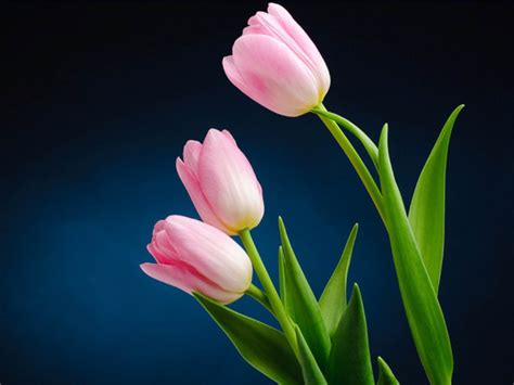 Tulip Flower Images Hd 1600x1200 Download Hd Wallpaper Wallpapertip