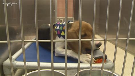 Dozens Of Michigan Animal Shelters To Offer Free Pet Adoption Saturday