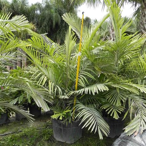 Dwarf Sugar Palm Arenga Engleri Palmco Wholesale Palms Florida