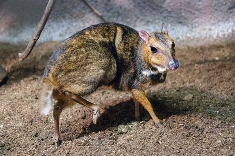 World's Tiniest Hoofed Mammal Born at Prague Zoo - ZooBorns
