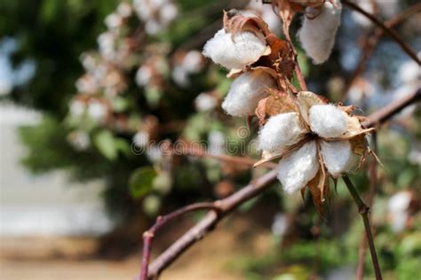 Cotton Plant Ready To Harvest White Field Stock Photo Image Of Farm