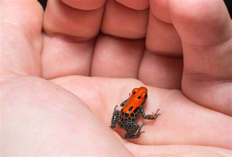 13 Interesting Poison Dart Frogs Facts Rainforest Cruises