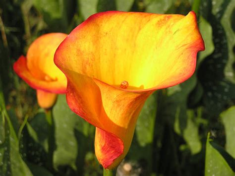 Flower Of The Week Calla Lily Echelon Florist