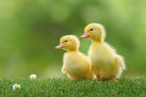 How To Care For Baby Ducks As Pets 9 Tips And Tricks For Keeping