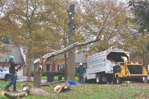 Tree Company Near Me Palm Beach County Tree Trimming And Tree Removal