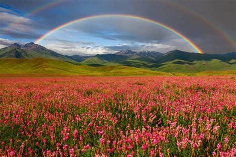 Rainbow Over The Field With Flowers — Stock Photo © Anton