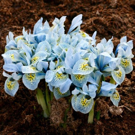 Dwarf Iris Reticulata ‘katharine Hodgkin Woodland Bulbs
