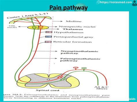 Physiology Of The Pain Pathway Types Referred Pain