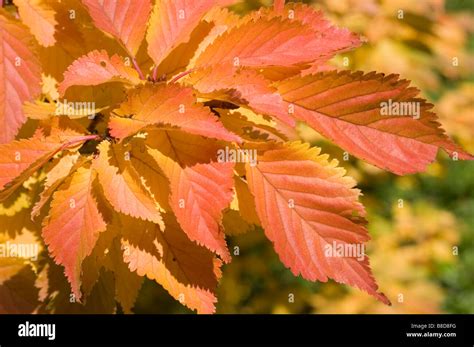Red Yellow Autumn Leaves Of Cherry Tree Prunus X Hillieri Kornicensis