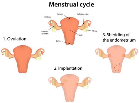What Are The Different Stages Of Cervical Mucus