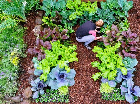 Vegetable garden companion planting can be a confusing business. Cool Weather Vegetable Plants - HEBERT'S GARDEN CENTER