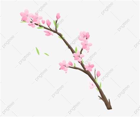 Cherry Blossoms PNG Image Cherry Blossom Cherry Blossom Clipart