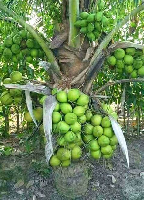 The exocarp, mesocarp, and endocarp. Buko (Coconut) tree & fruit | Home grown vegetables, Fruit ...