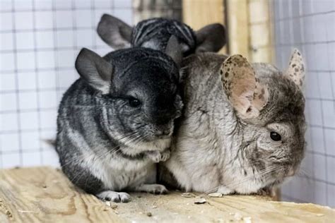How Much Do Chinchillas Cost A Complete Guide 2021
