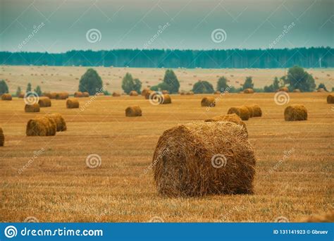 Rural Landscape Field Meadow With Hay Bales After Harvest Stock Image
