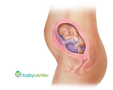 Does 10 weeks pregnant mean? Pin on Fetal Development - Week by Week