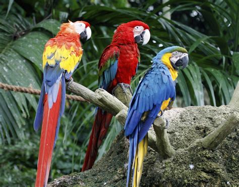 Animals Found In Tropical Rainforest Rain Forest Rescue Tropical