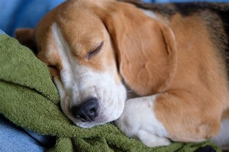 The 15 Best Indoor Dog Breeds For Homebodies