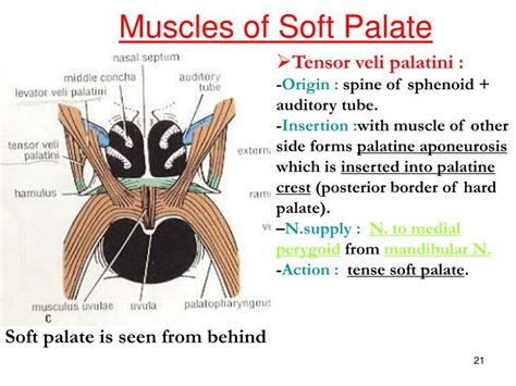 Muscles Of Soft Palate