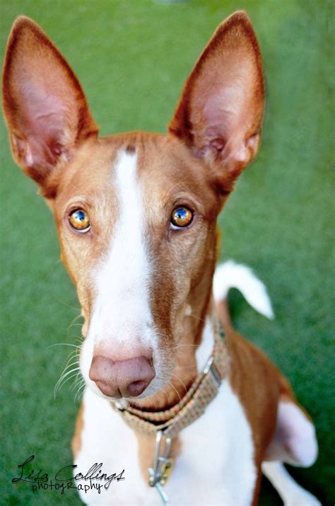 143 Best images about Misc. Sighthounds on Pinterest ...