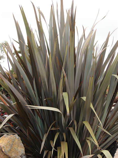 New zealand's diverse range of growing conditions make planting very challenging. Caring For New Zealand Flax Plant - How To Grow New ...