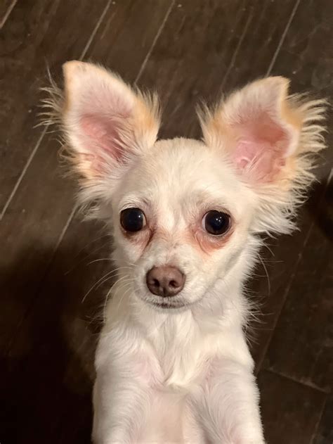 Dog for Adoption - Snow, a Papillon in Hurst, TX | Alpha Paw