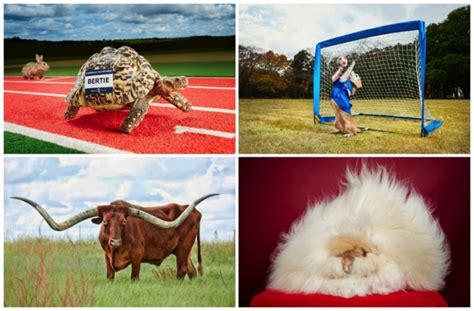 Record Breaking Animals Steal The Show In Guinness World Records 2016