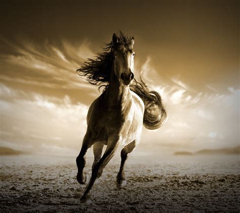 Running Horse Images Hd ~ Horse Running Wallpaper Background Hd